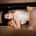 Fleshlight Stoya Destroya Epic Booty