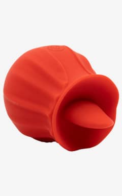 Sale Lily Rose Red