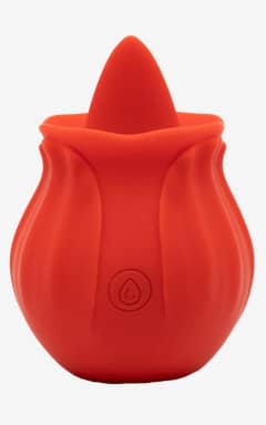 Sale Lily Rose Red